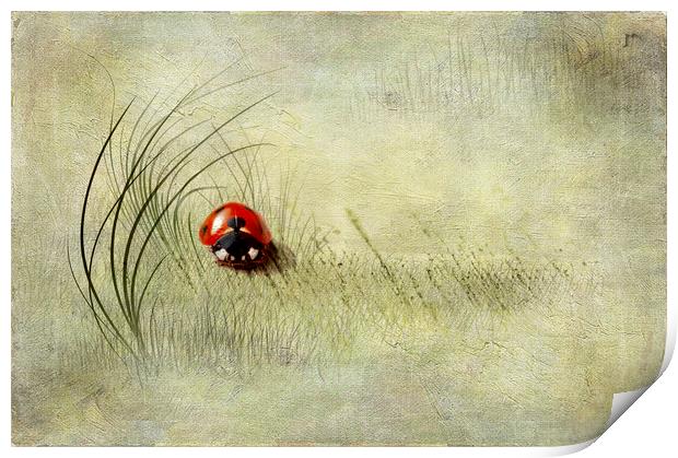  Ladybird  Print by Svetlana Sewell