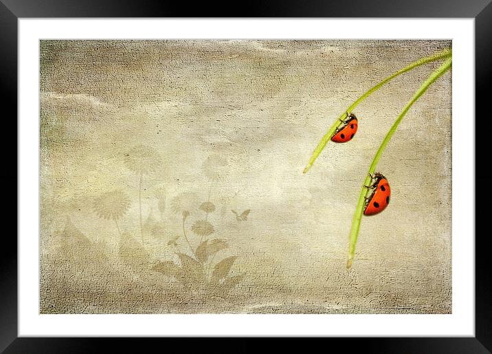  Ladybirds Framed Mounted Print by Svetlana Sewell