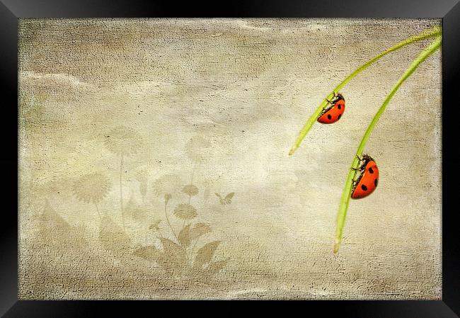  Ladybirds Framed Print by Svetlana Sewell