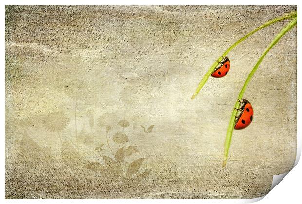  Ladybirds Print by Svetlana Sewell