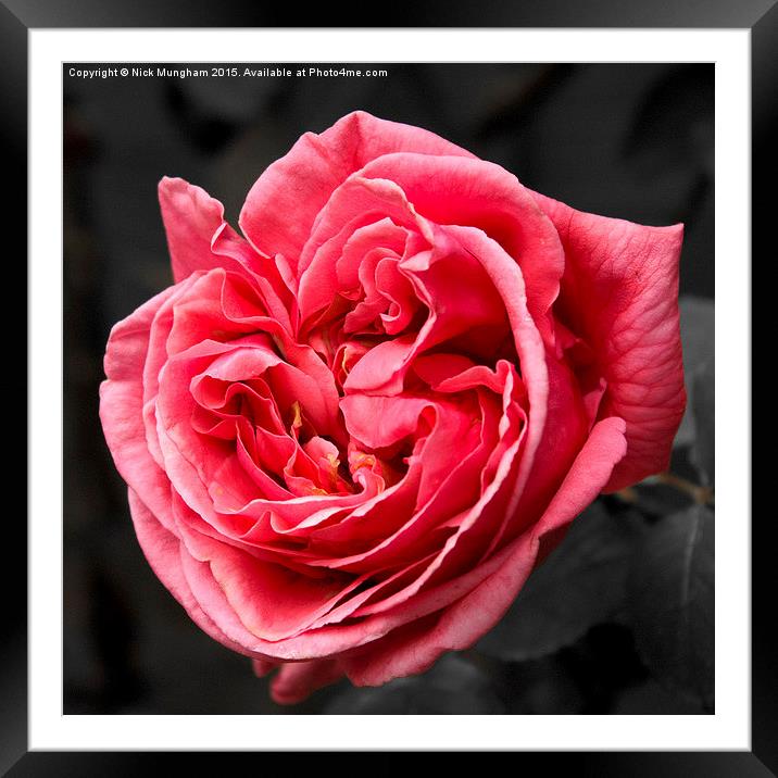  Pink Spring Rose Framed Mounted Print by Nick Mungham