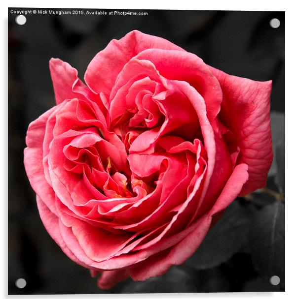  Pink Spring Rose Acrylic by Nick Mungham