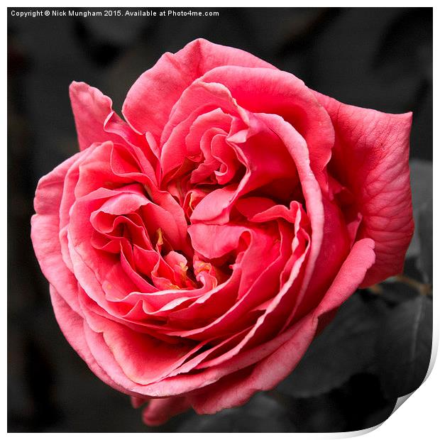  Pink Spring Rose Print by Nick Mungham