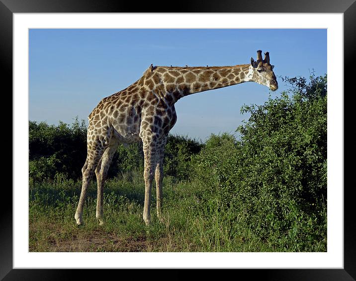 Giraffe  Framed Mounted Print by Tony Murtagh