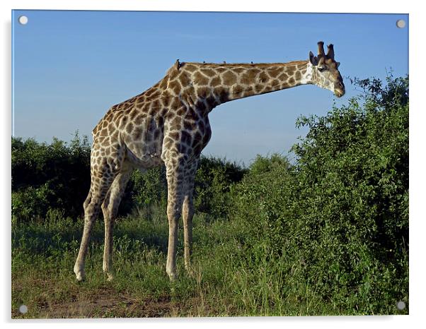 Giraffe  Acrylic by Tony Murtagh