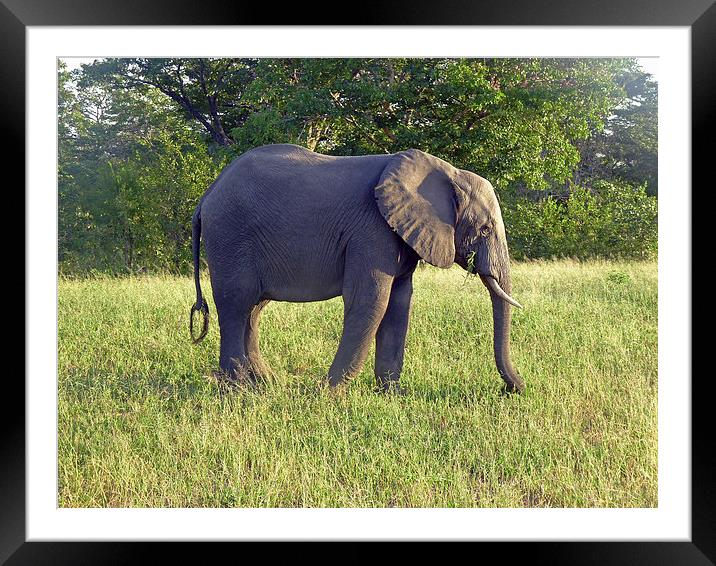 Elephant Feeding  Framed Mounted Print by Tony Murtagh