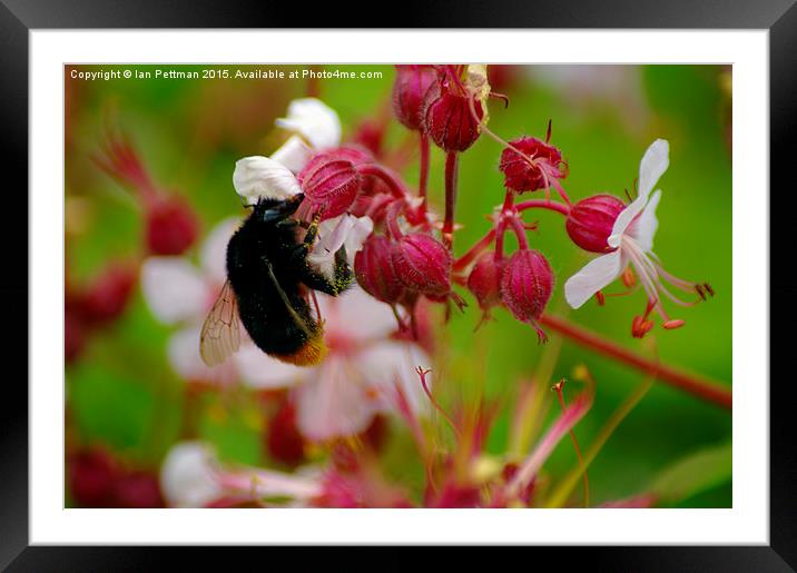  Honey Bee Macro Framed Mounted Print by Ian Pettman