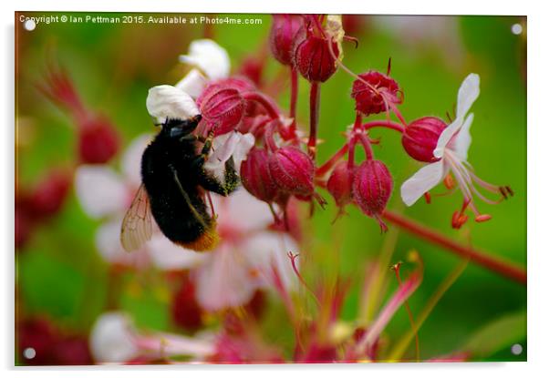  Honey Bee Macro Acrylic by Ian Pettman