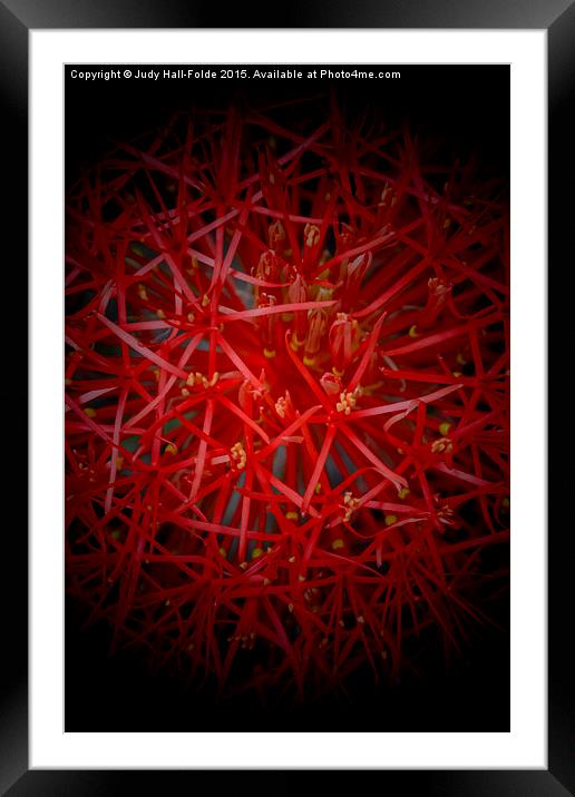  Explosive Color Framed Mounted Print by Judy Hall-Folde