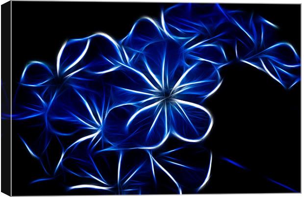 Electric Blue Canvas Print by Maggie Stringer