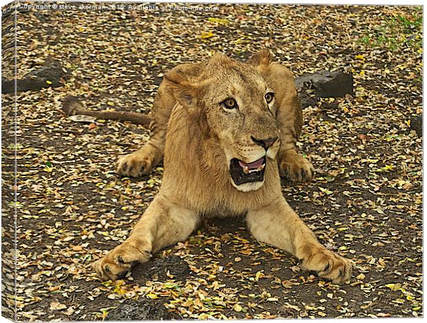  Zimbo a lion in Mauritius Canvas Print by steve akerman