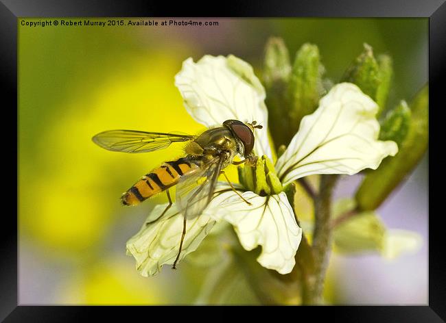  Hoverfly Framed Print by Robert Murray