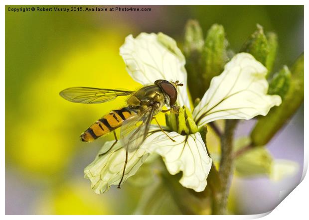  Hoverfly Print by Robert Murray