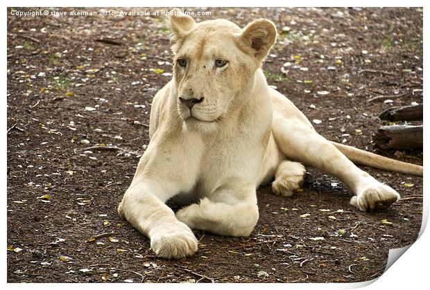  Umanji a white lioness Print by steve akerman