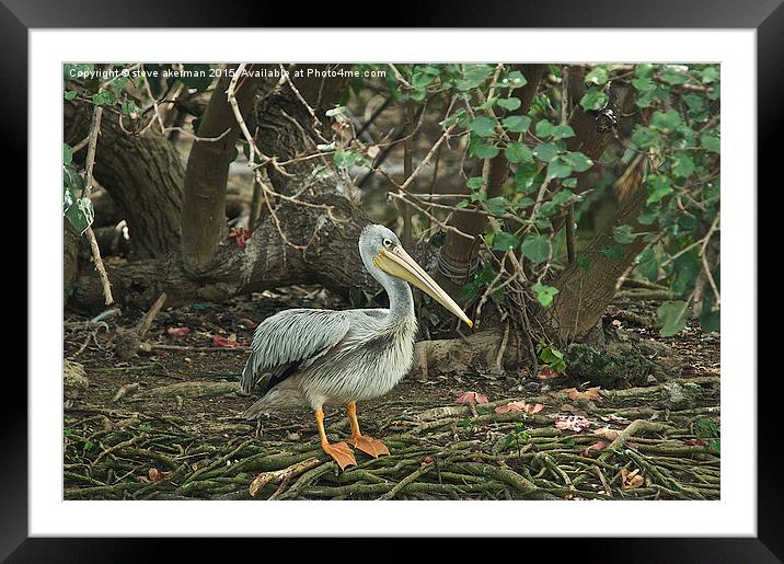  A pelican in Mauritius Framed Mounted Print by steve akerman