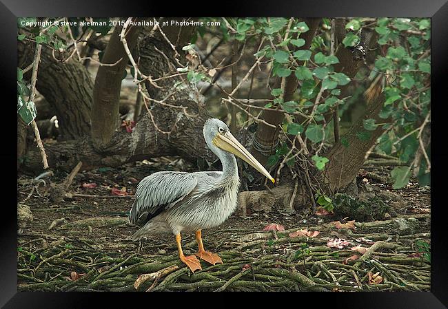  A pelican in Mauritius Framed Print by steve akerman