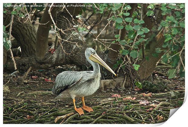  A pelican in Mauritius Print by steve akerman