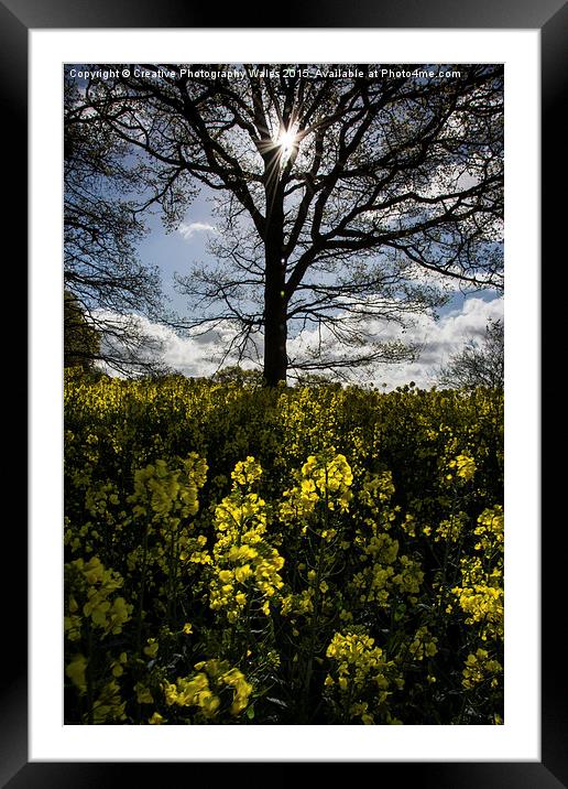Oil Seed Glow Framed Mounted Print by Creative Photography Wales