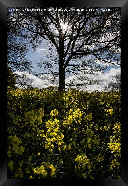 Oil Seed Glow Framed Print by Creative Photography Wales