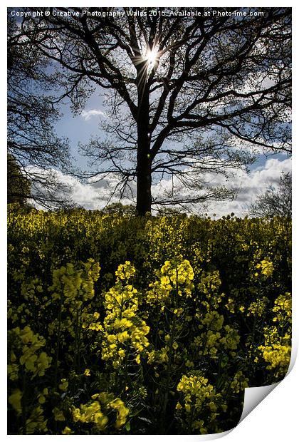Oil Seed Glow Print by Creative Photography Wales