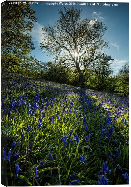 Brecon Beacons Bluebells Canvas Print by Creative Photography Wales