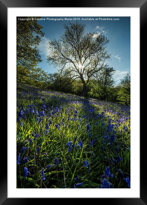 Brecon Beacons Bluebells Framed Mounted Print by Creative Photography Wales