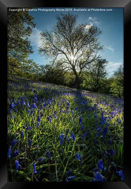 Brecon Beacons Bluebells Framed Print by Creative Photography Wales