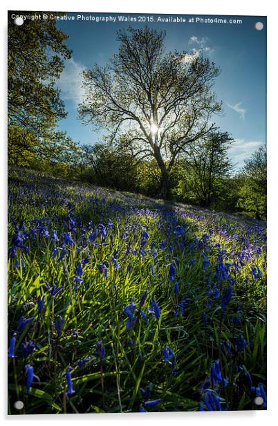 Brecon Beacons Bluebells Acrylic by Creative Photography Wales