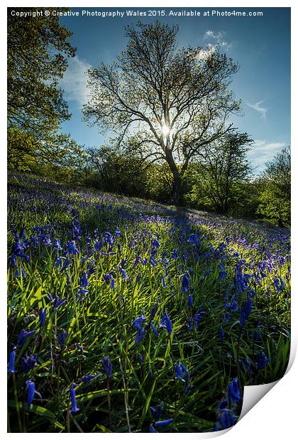 Brecon Beacons Bluebells Print by Creative Photography Wales