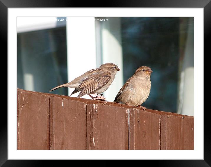  House Sparrows Sitting on the Fence Framed Mounted Print by Stephen Cocking