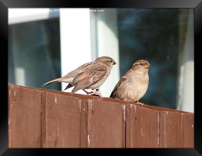  House Sparrows Sitting on the Fence Framed Print by Stephen Cocking