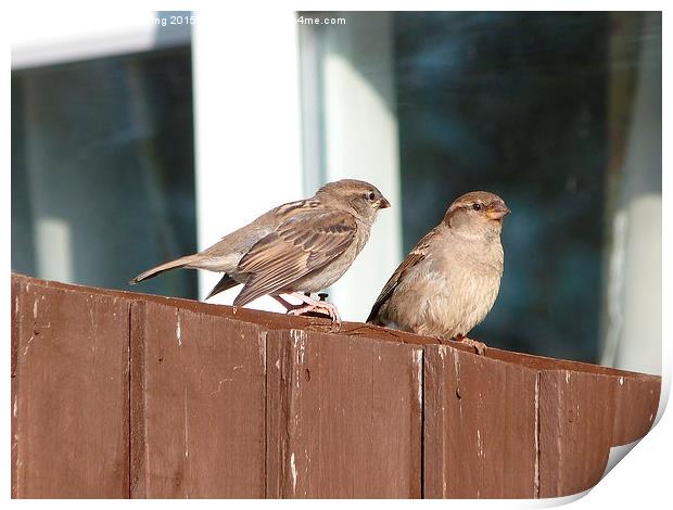  House Sparrows Sitting on the Fence Print by Stephen Cocking