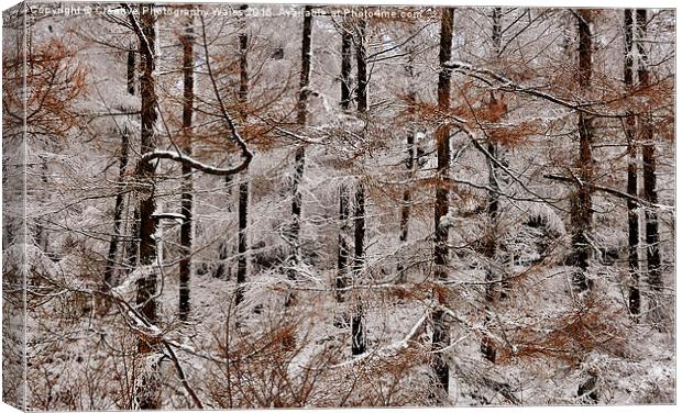 Winter Larch Canvas Print by Creative Photography Wales