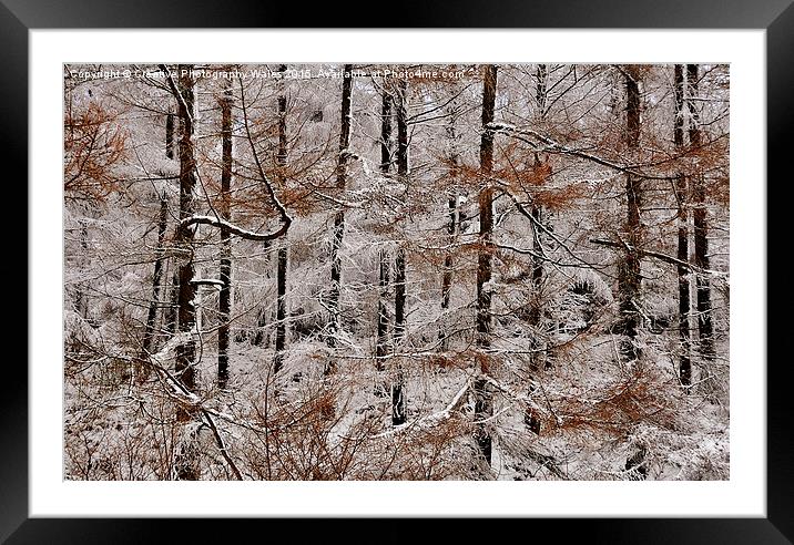 Winter Larch Framed Mounted Print by Creative Photography Wales