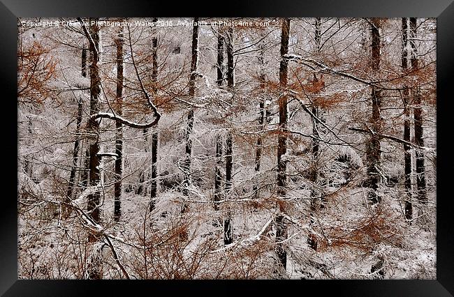 Winter Larch Framed Print by Creative Photography Wales