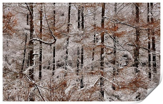 Winter Larch Print by Creative Photography Wales