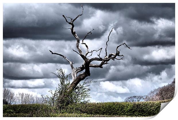  Petrified tree in Cheshire countryside. Print by Nick Benke