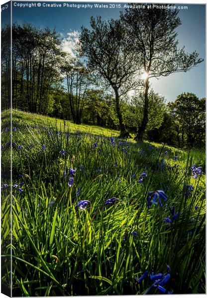Bluebell Field Canvas Print by Creative Photography Wales