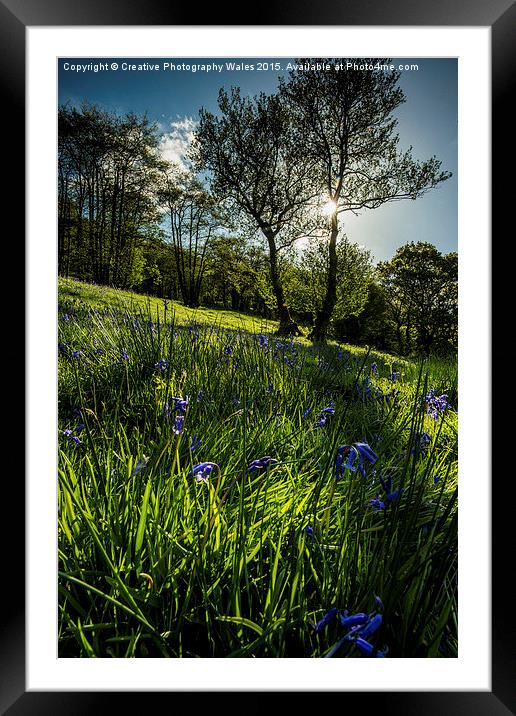 Bluebell Field Framed Mounted Print by Creative Photography Wales