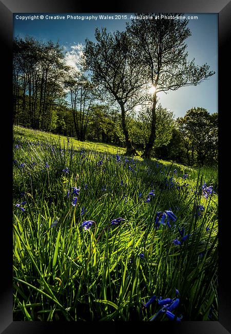 Bluebell Field Framed Print by Creative Photography Wales