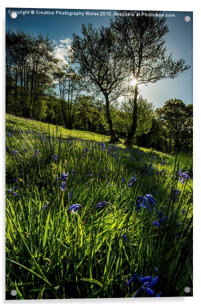 Bluebell Field Acrylic by Creative Photography Wales