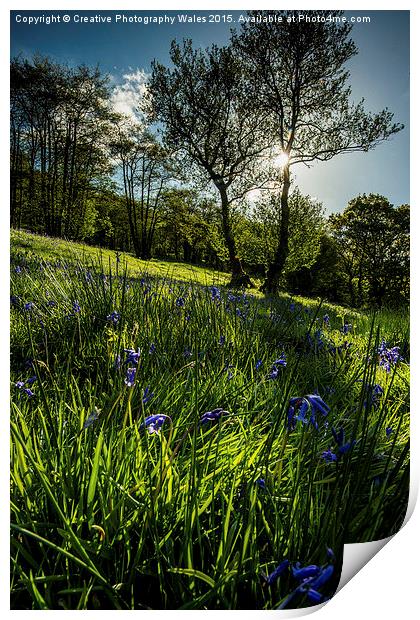 Bluebell Field Print by Creative Photography Wales
