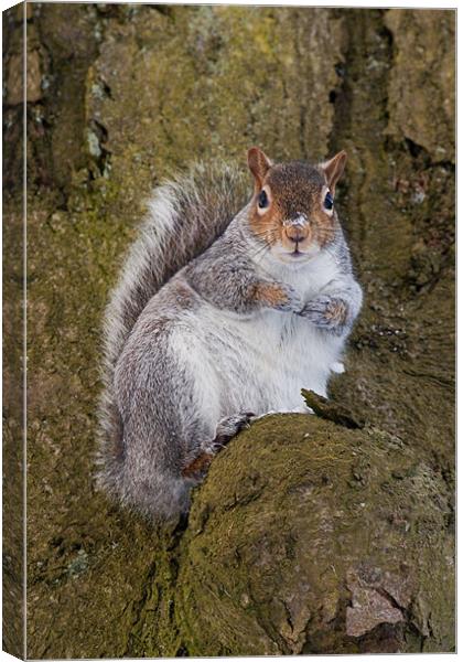 Bushy the Squirrel Canvas Print by Jim kernan