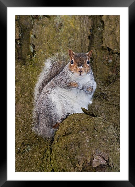 Bushy the Squirrel Framed Mounted Print by Jim kernan
