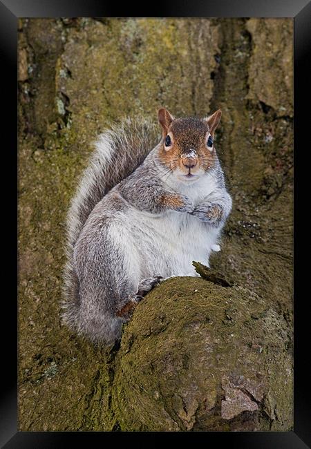 Bushy the Squirrel Framed Print by Jim kernan