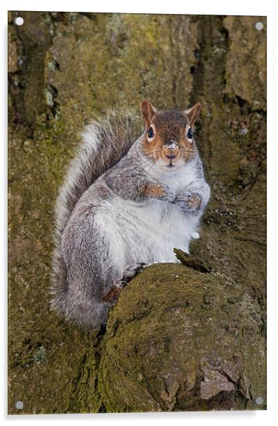 Bushy the Squirrel Acrylic by Jim kernan