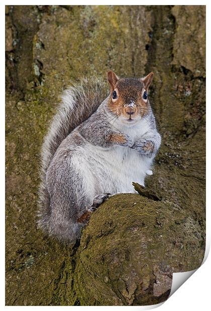 Bushy the Squirrel Print by Jim kernan
