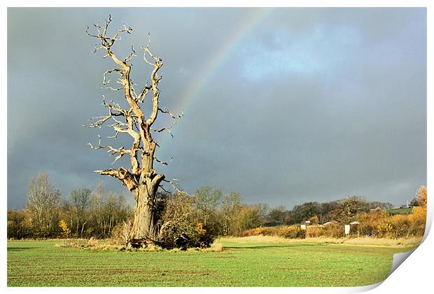 Blasted Oak Print by les tobin