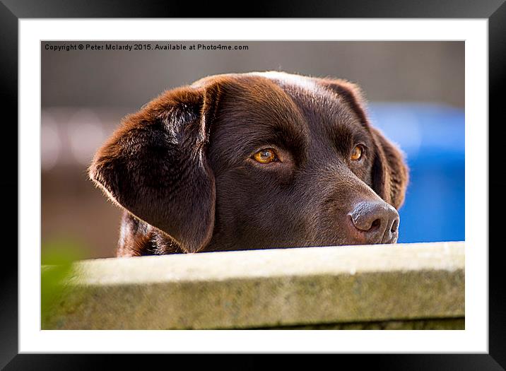  Chocolate Lab Framed Mounted Print by Peter Mclardy