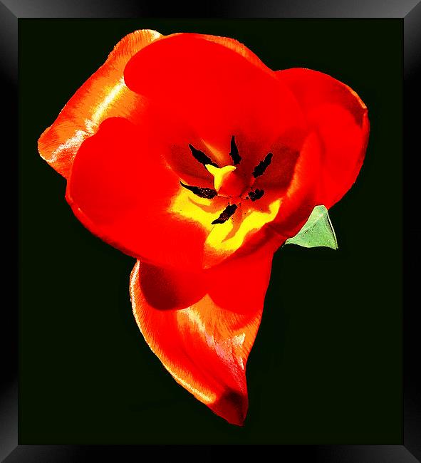 Fiery Tulip   Framed Print by james balzano, jr.